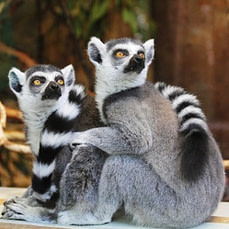 Flying Monkeys - Toxische Beziehung - Narzissten